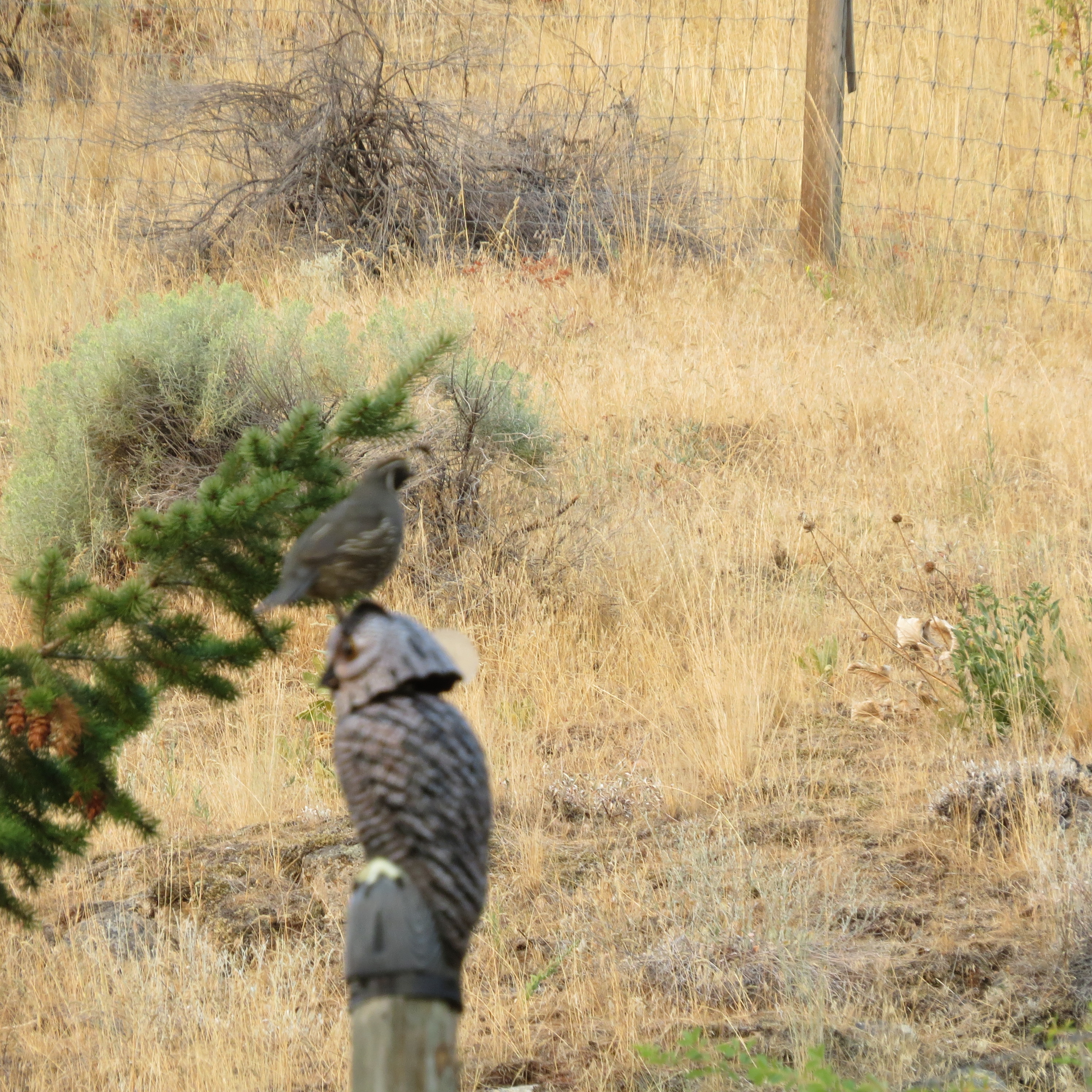 Quail on fake owl