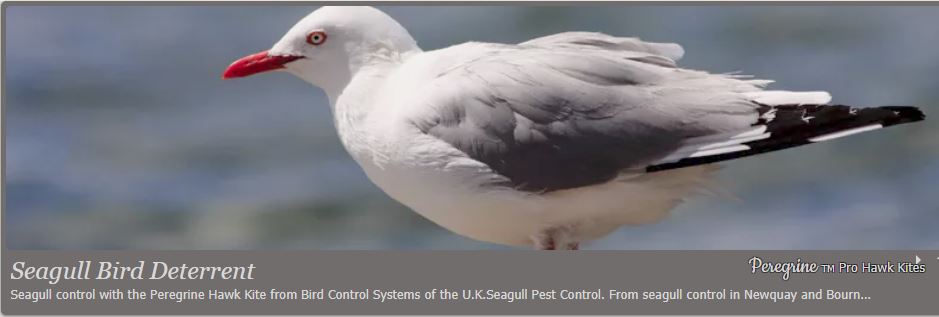 Seagull 2