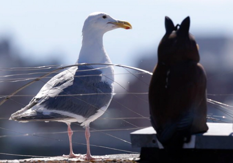 seagull